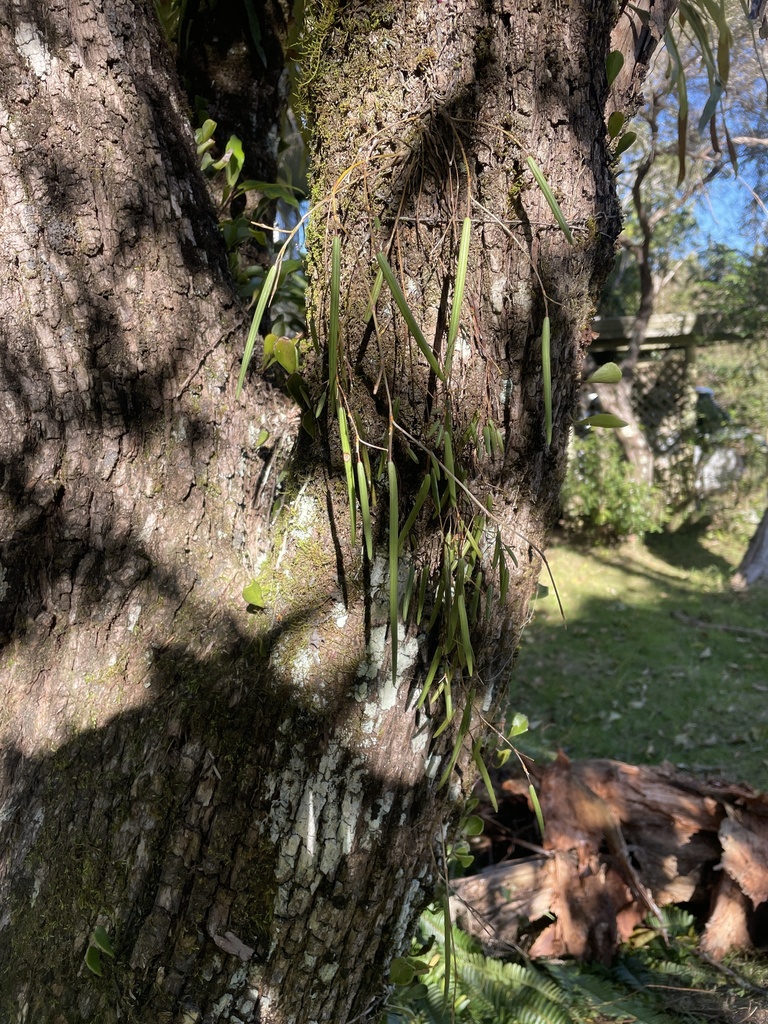 Dendrobium mortii F.Muell. 2