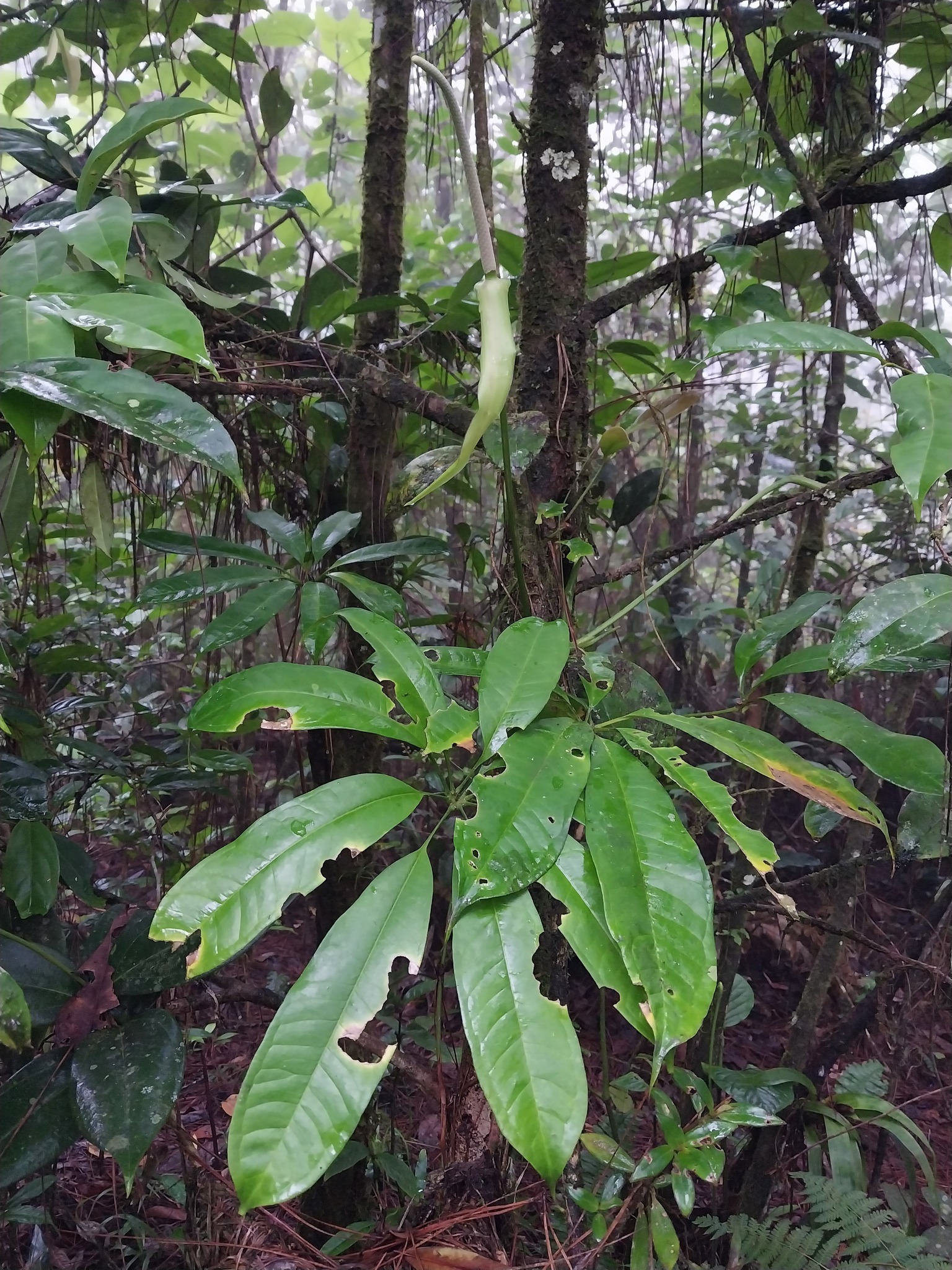 Anthurium kunthii Poepp. 2