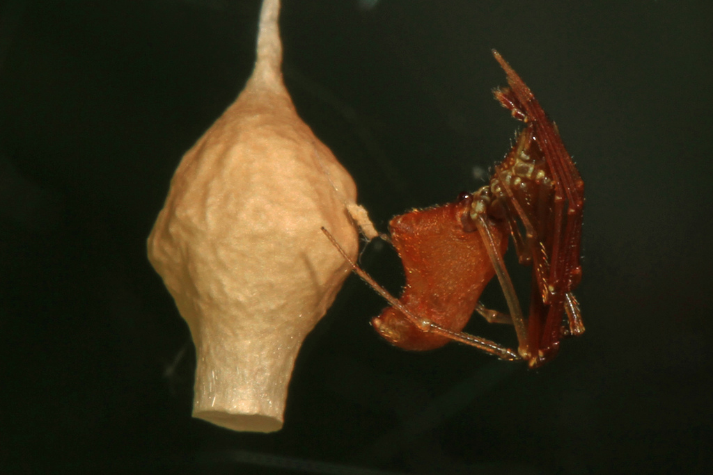Horned Parasitic Cobweaver