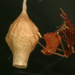 Horned Parasitic Cobweaver - Photo (c) Judy Gallagher, some rights reserved (CC BY)