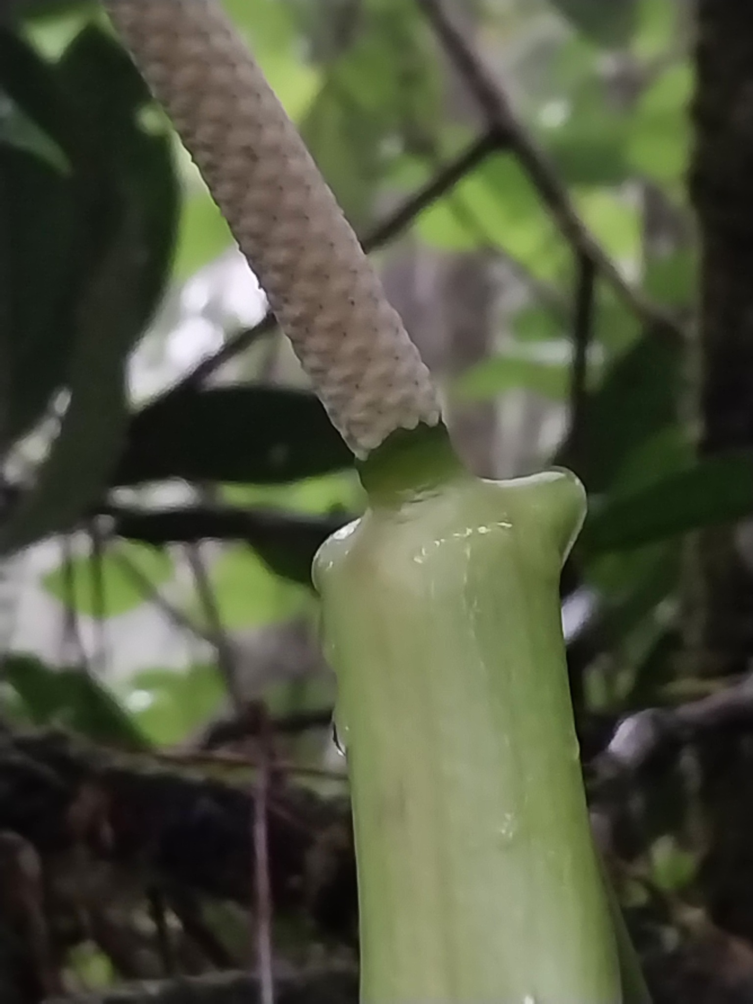 Anthurium kunthii Poepp. 3