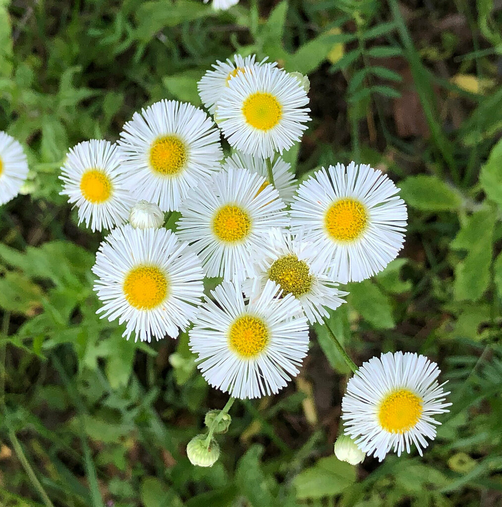 philadelphia-fleabane-from-walton-county-ga-usa-on-april-20-2024-by