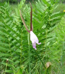 Cleistesiopsis divaricata