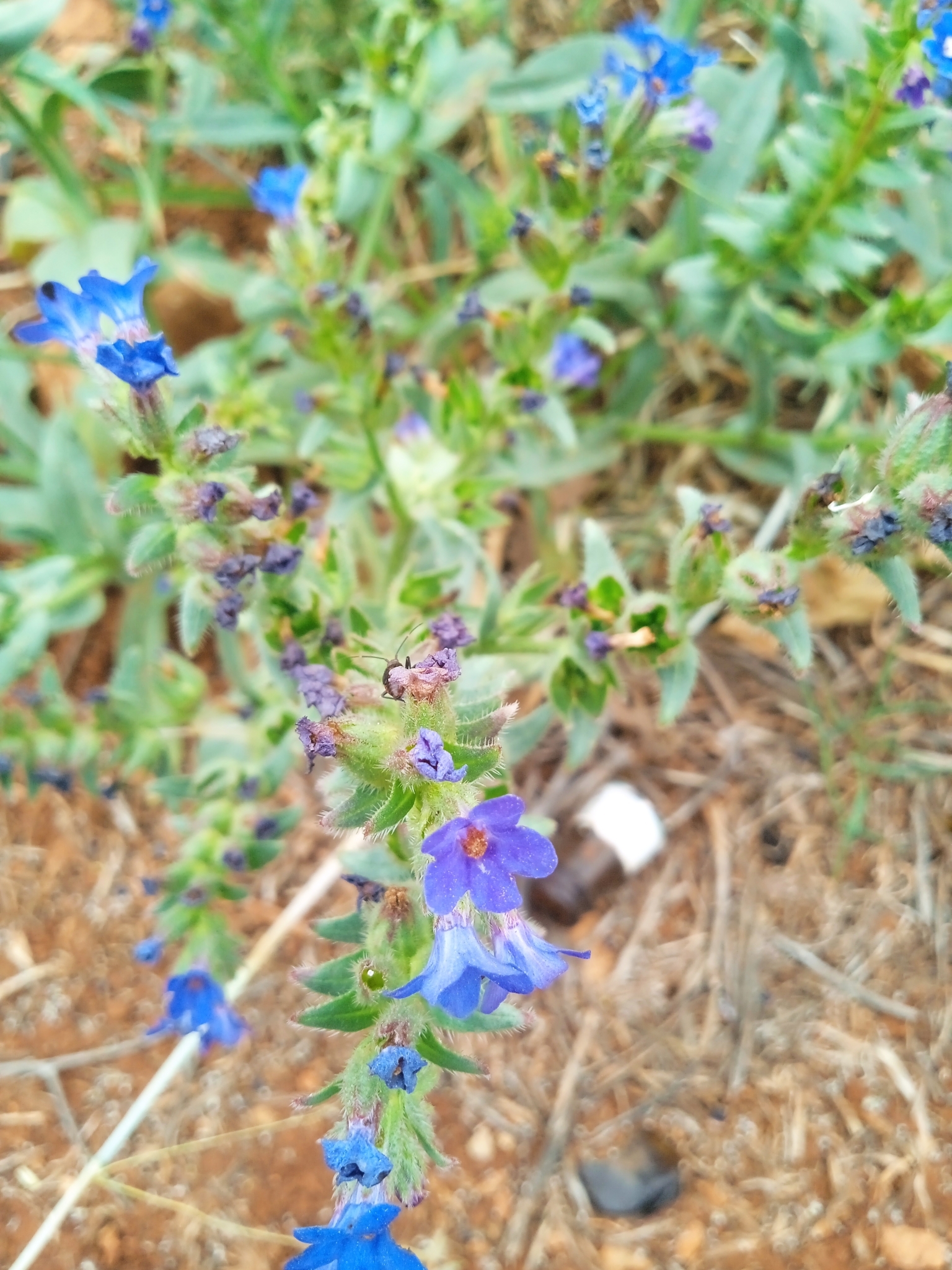 Anchusa atlantica