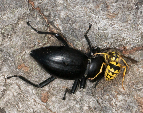 Western Yellowjacket photo 5