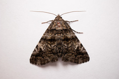 Metria amella
