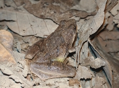 Microhyla berdmorei