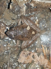 Microhyla berdmorei