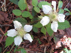 Rubus hirsutus