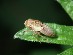 Bathysmatophorus reuteri