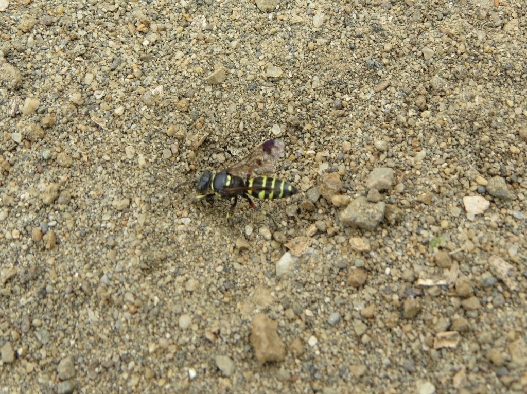 Hoplisoides hamatus