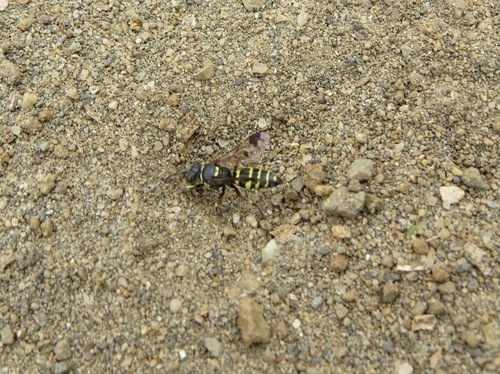 Hoplisoides hamatus