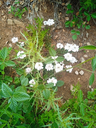 Image of Iberis gibraltarica by no rights reserved