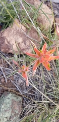 Castilleja chromosa