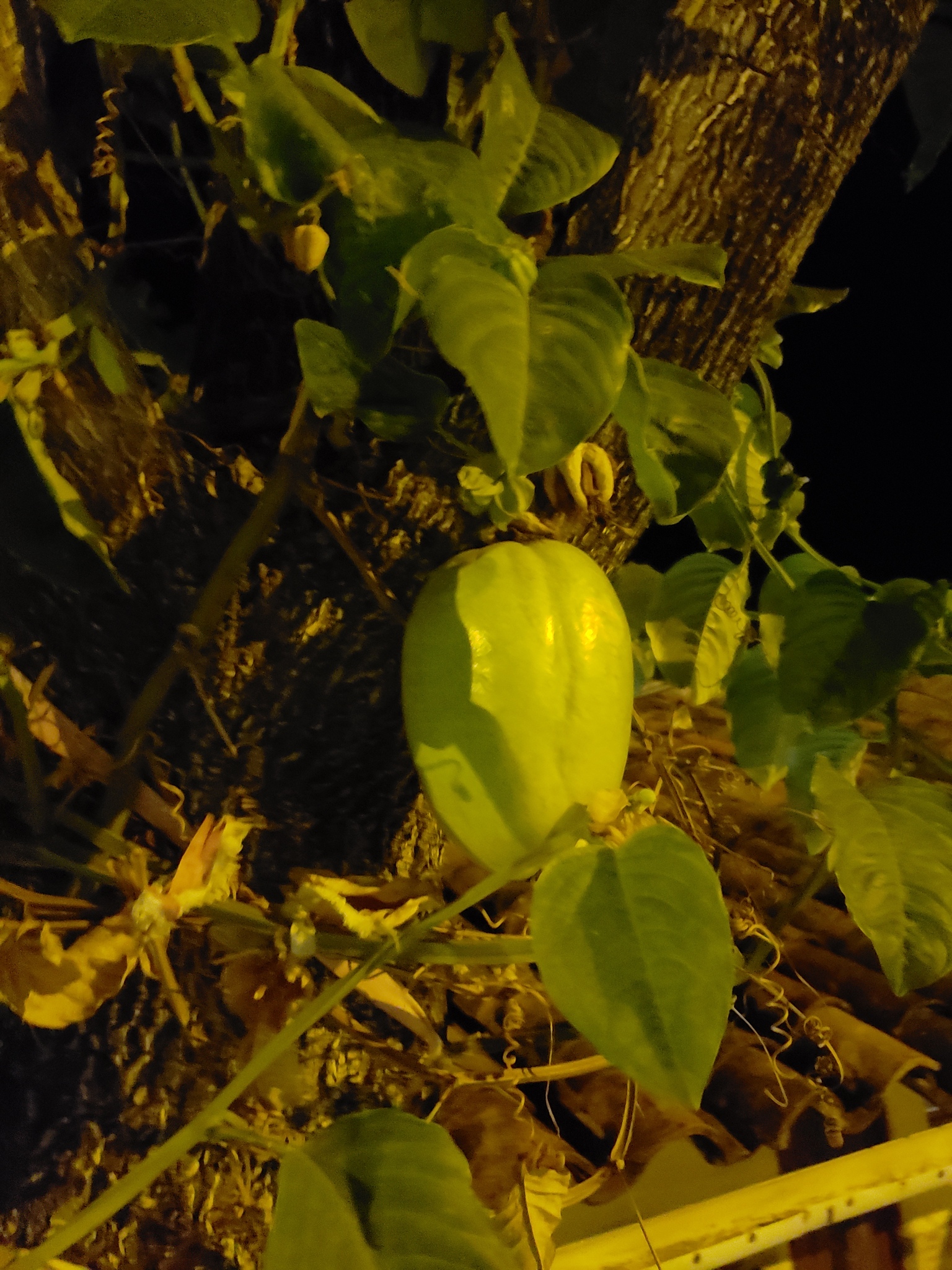 Passiflora quadrangularis image