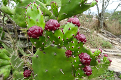Opuntia monacantha