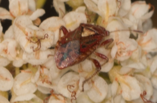 Rhopalidae