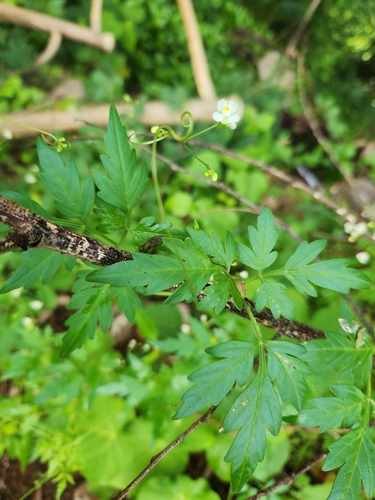 Cardiospermum halicacabum observed 2024-05-21