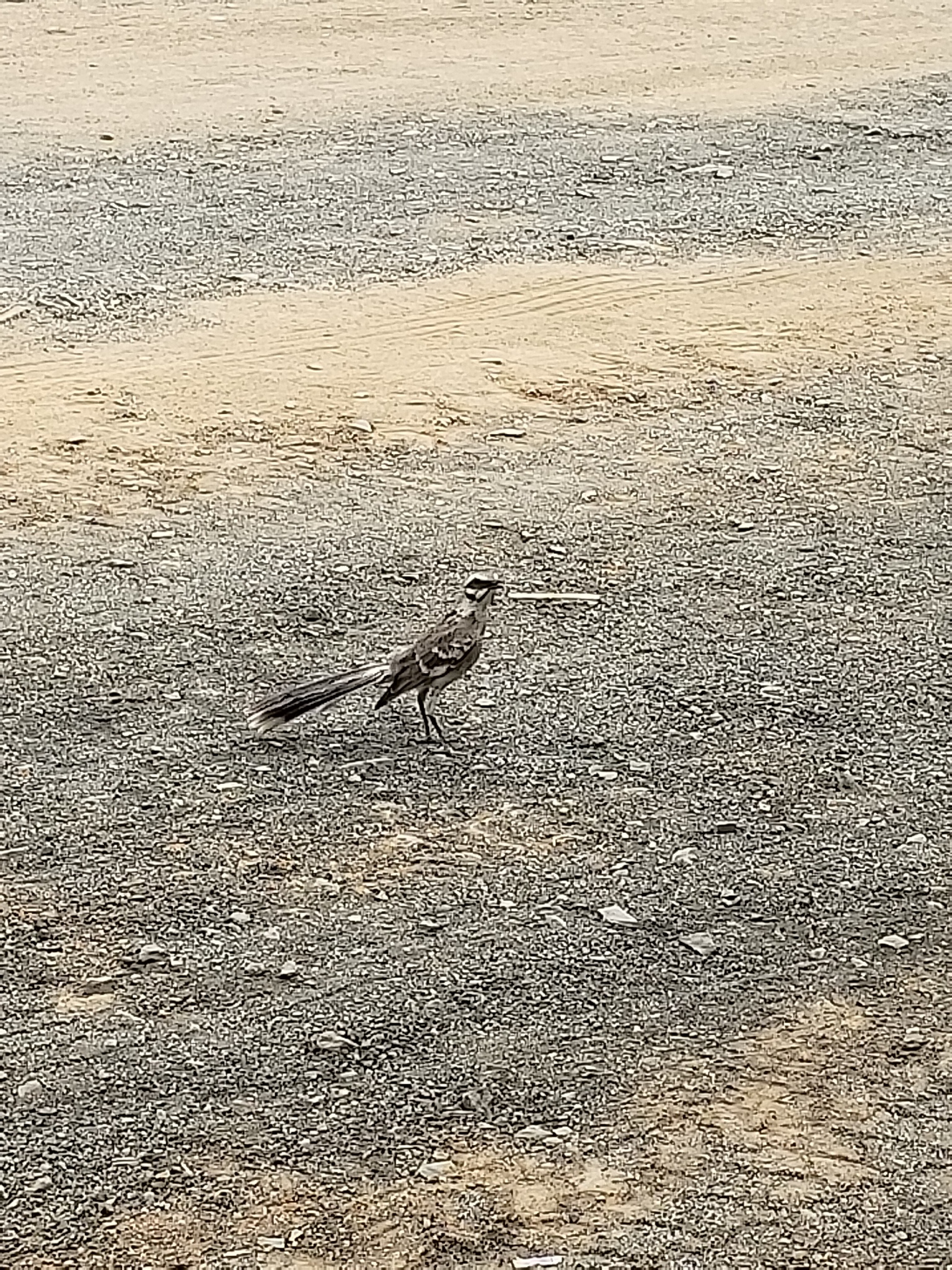 Mimus longicaudatus image