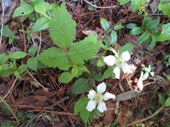 Rubus hirsutus