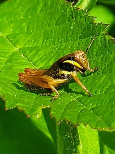 Graceful Grasshopper photo 4