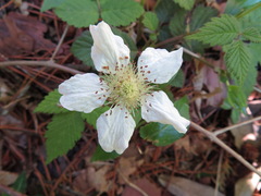 Rubus hirsutus