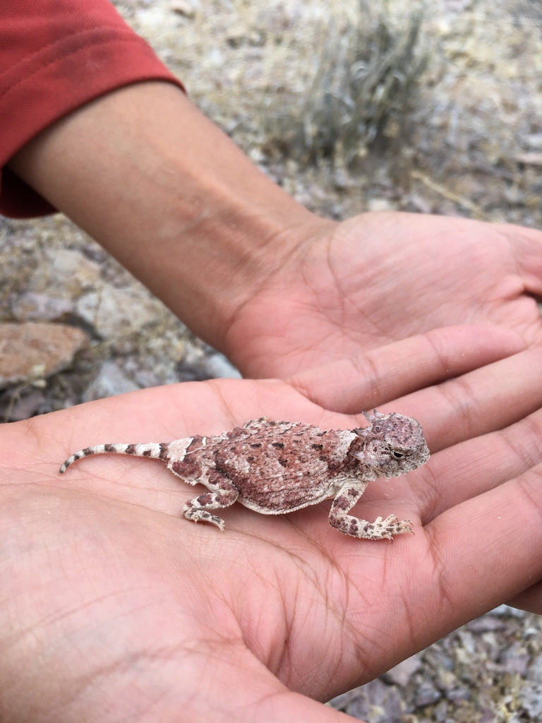 Round-tailed Horned Lizard