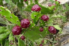 Opuntia monacantha