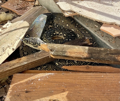 Diamond Python sighting