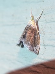 Glaphyria fulminalis