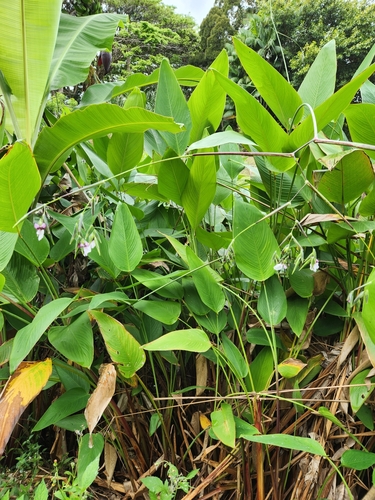 Thalia geniculata observed 2024-05-21