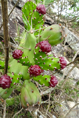 Opuntia monacantha