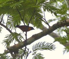 Euphonia rufiventris
