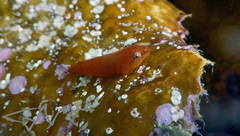 Cochleoceps orientalis