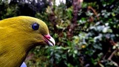 Madagascar Green Pigeon photo 2