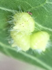 Celticecis capsularis