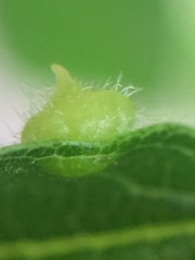 Celticecis capsularis