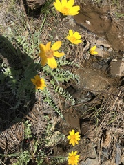 Balsamorhiza sericea