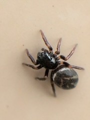 Chalcoscirtus diminutus