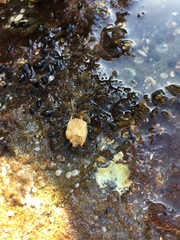 Pagurus granosimanus