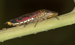 Homalodisca liturata