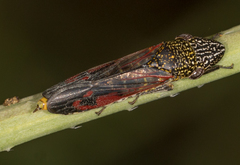 Homalodisca liturata