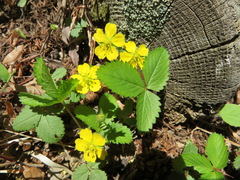 Potentilla freyniana