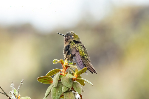 Neblina Metaltail