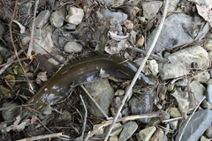 Silurus microdorsalis