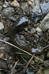 Silurus microdorsalis