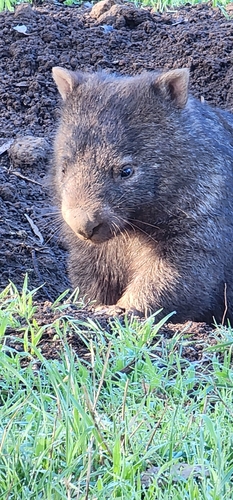 ウォンバット
