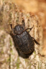 Trox scaber