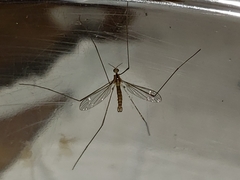 Dicranomyia brevivena