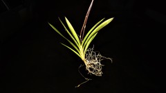 Ionopsis utricularioides